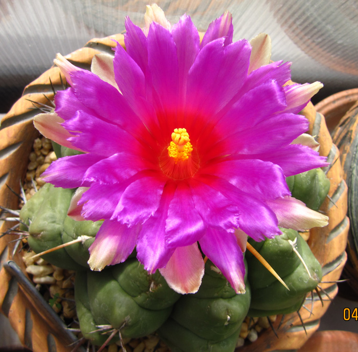 Thelocactus heterochromus